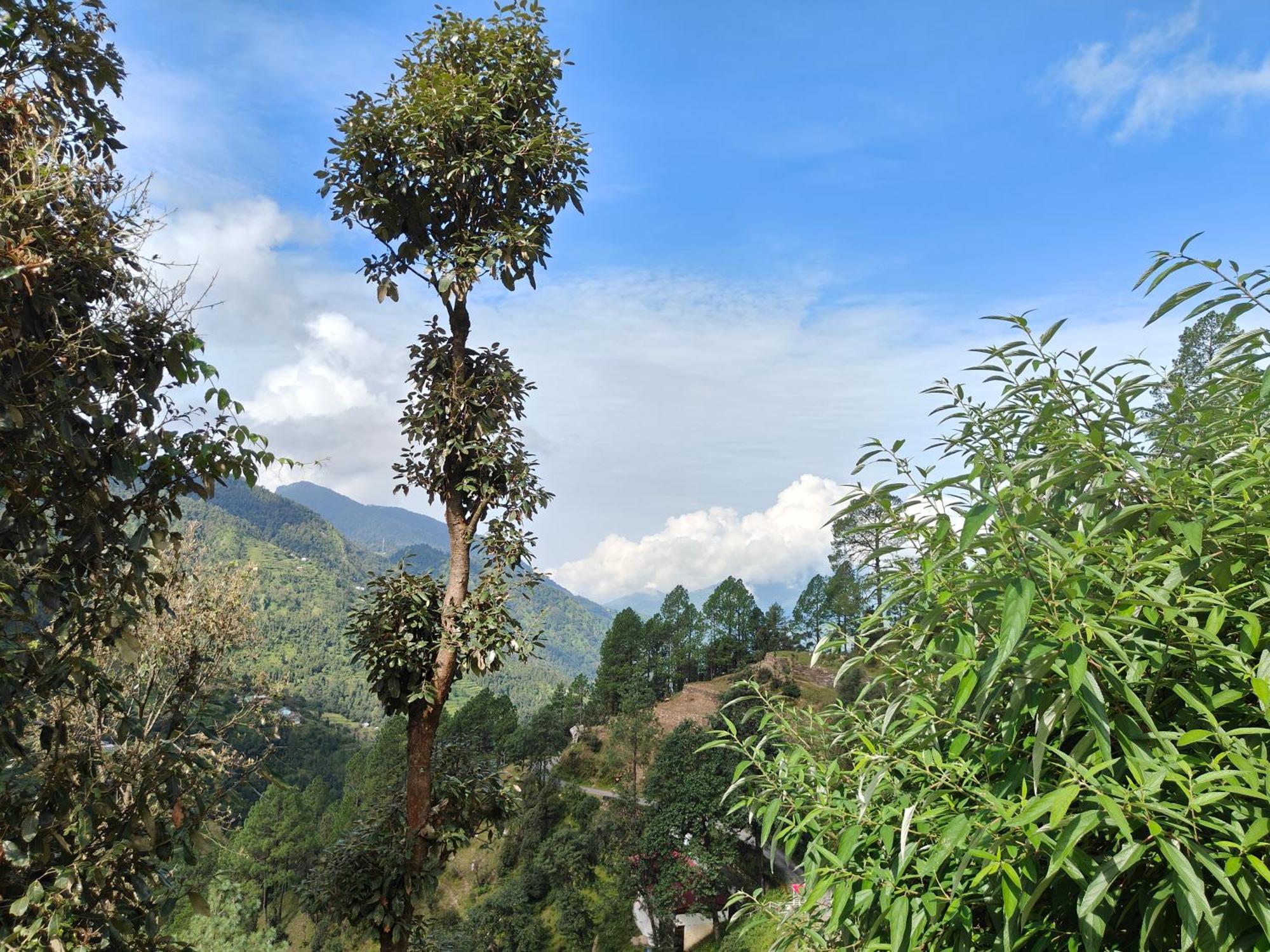 Himwanderer Camps & Cottages Pangot Nainital Exterior foto